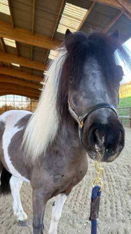 Entier shetland 2ans, oncp 
