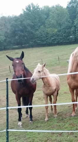 Pouliche oc palomino