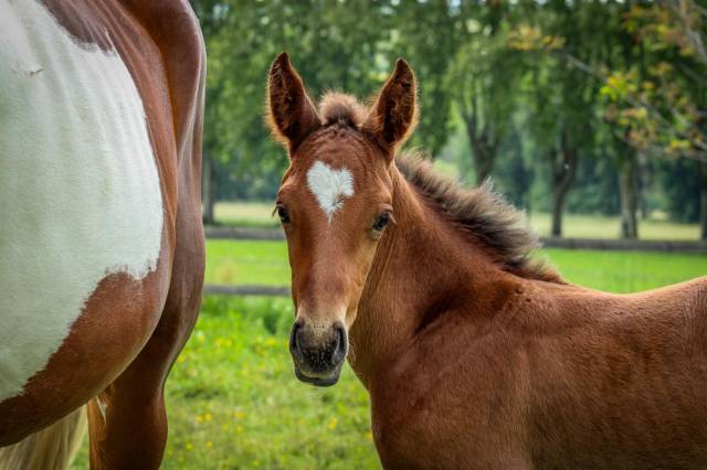 ? jeunes chevaux & poneys de sport direct éleveur
