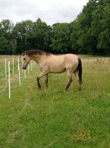 Hongre isabelle onc espagnol