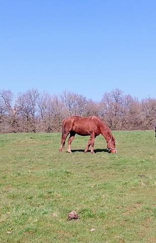 Brave hongre paint horse