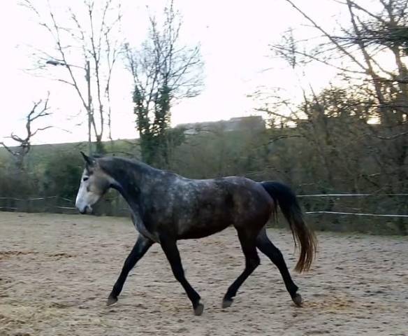 Jument 5ans pré débourrée 1m52