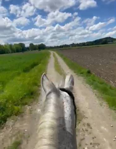 Hongre gris truité pre