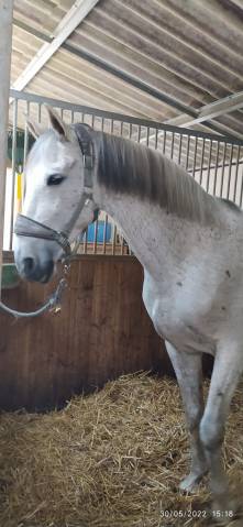 Hongre gris truité pre