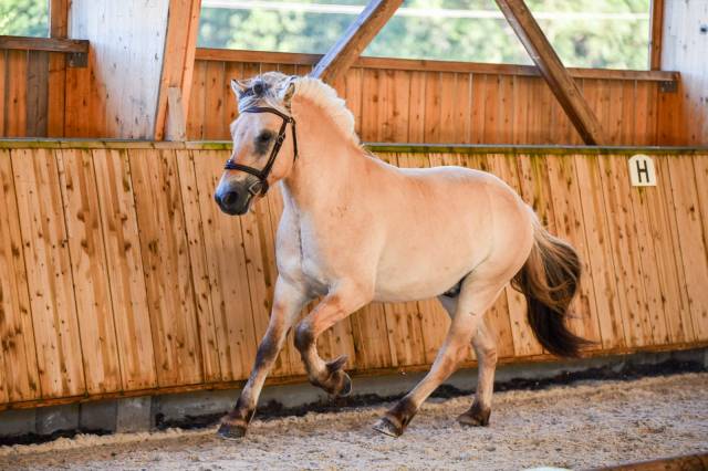 Hongre - fjord - 4 ans - polyvalent - france