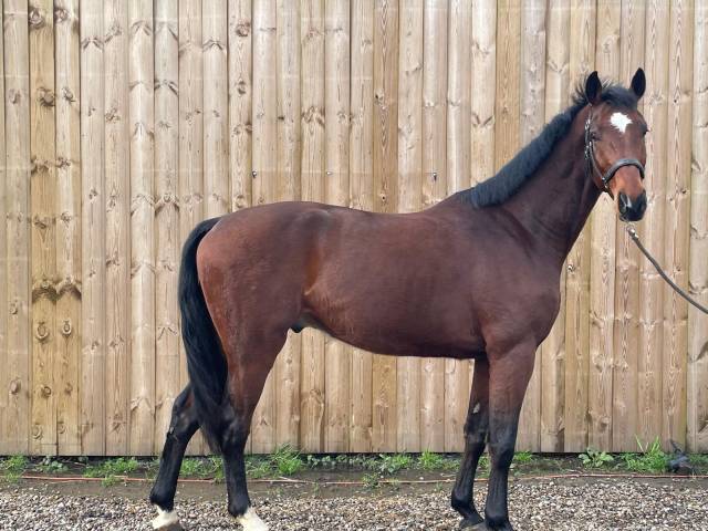 Sky hongre kwpn - 2022 — 1,68 m