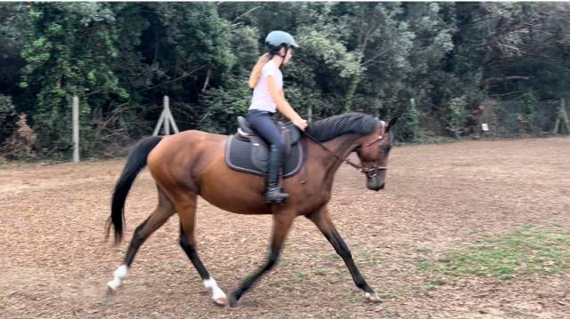 Jument pur-sang irlandais