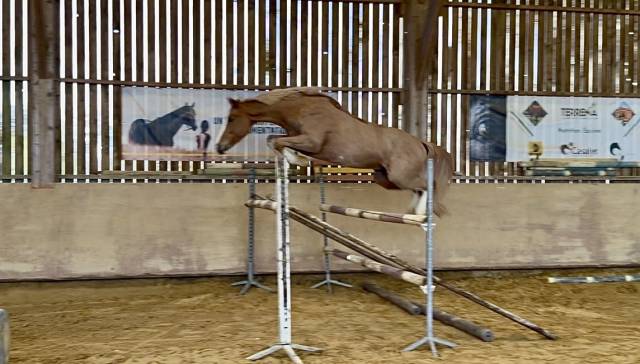 ?super look pour ce hongre de 5 ans ?