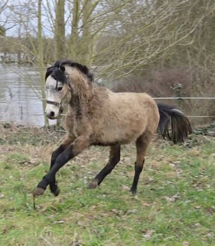 Entier pfs 3 ans taille b