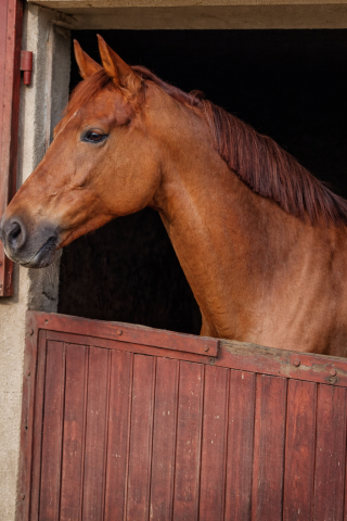 Jument - kwpn - 10 ans - dressage - france