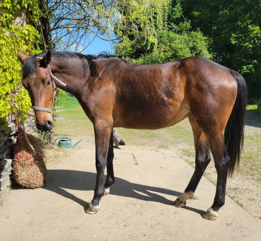 Casallo z pouliche de qualitié