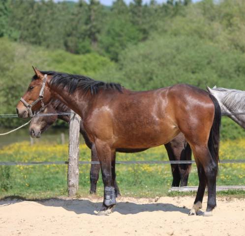 Casallo z pouliche de qualitié