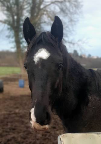 Poulain selle français 2024