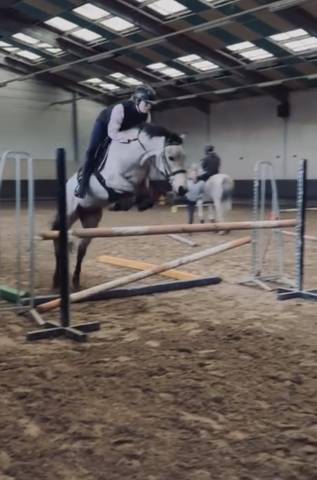 Jument 4 ans irish sport horse