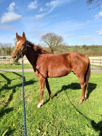 Gentille jument 4 ans