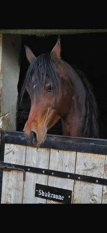 Fadyl del mar  : disponible à la vente psar