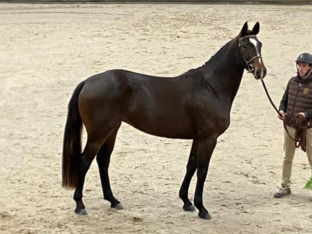 Belle jument pour sport cce/cso ou élevage