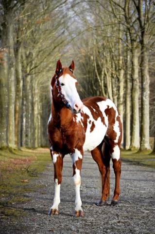 Magnifique étalon paint horse 