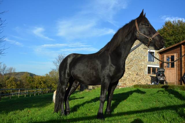 Jument pp arabo frison 