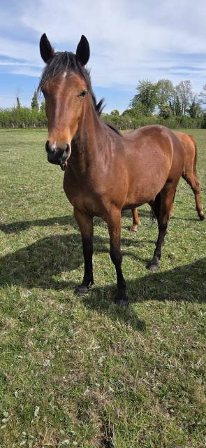 Belle ponette new forest 2 ans taille d