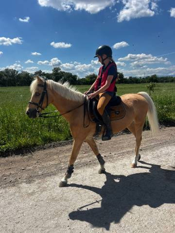 Hongre welsh poney (section c) a vendre 2008 palomino