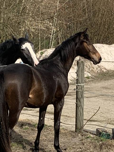 à vendre entier de 2 ans