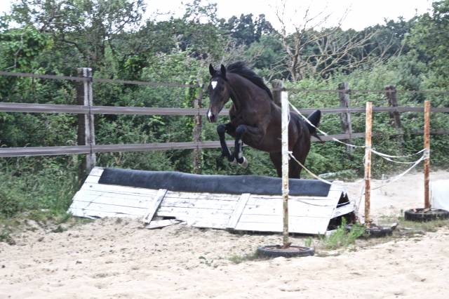 Pur-sang anglais de 4 ans cherche sa famille 