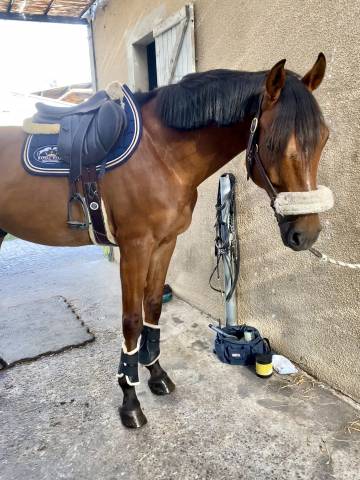 Selle Forestier S&eacute;oul 2024 