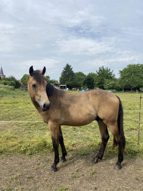 Poulain 2 ans à vendre 