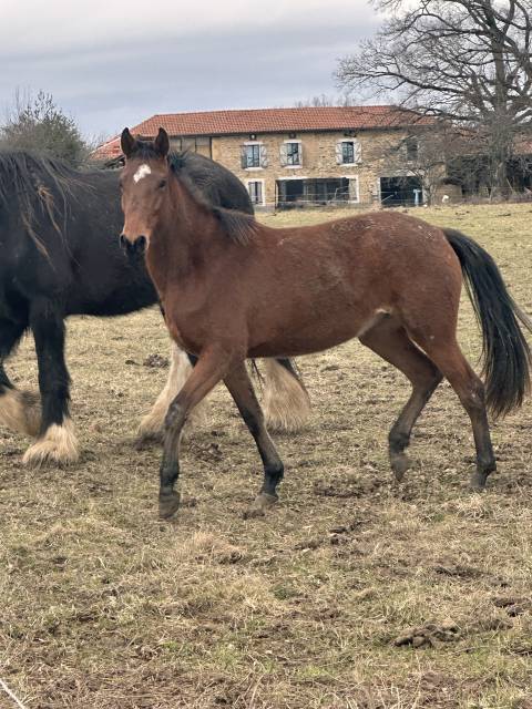 Lot de deux jeunes chevaux non débourrés