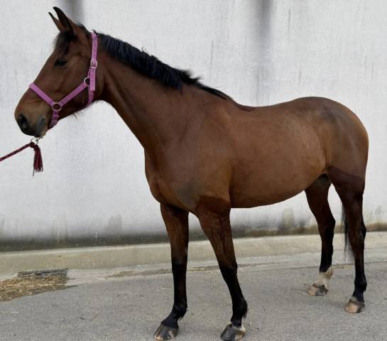 Superbe jument sf pour cso, 7 ans  par chacco rouge !