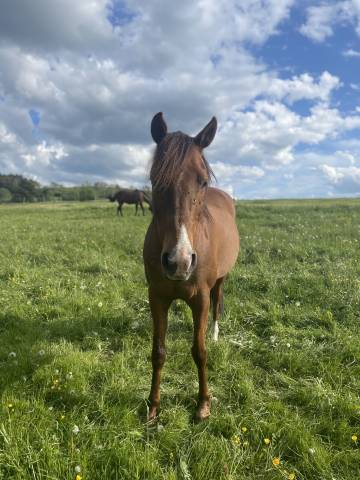 Jument pour compagnie 