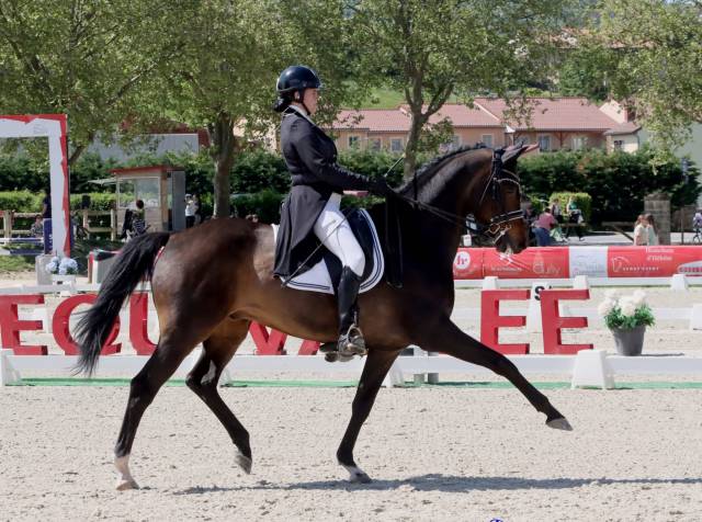 Hongre - kwpn - 14 ans - dressage - psg - france