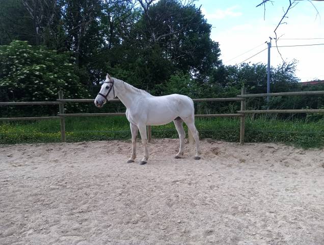 Selle français 1m80 - maître d'école 