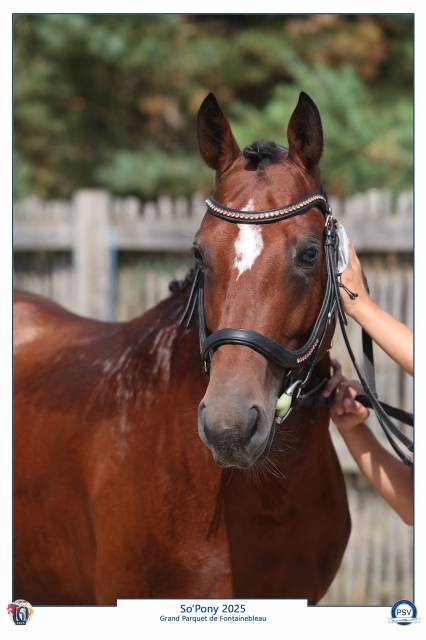 A vendre étalon approuvé pfs 5 ans