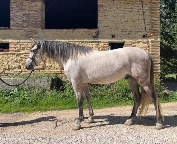 Hongre, pre 7 ans, monté, 1,63m