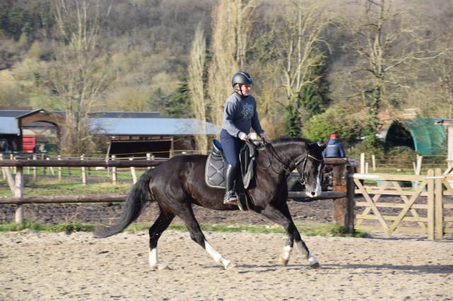 Jument onc (hannovrienne)