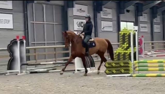 Jument zangersheide – 13 ans – 1m75 – dressage/ elevage