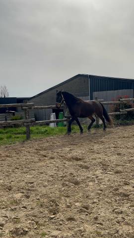 Magnifique jument de 4 ans arabo-frison 