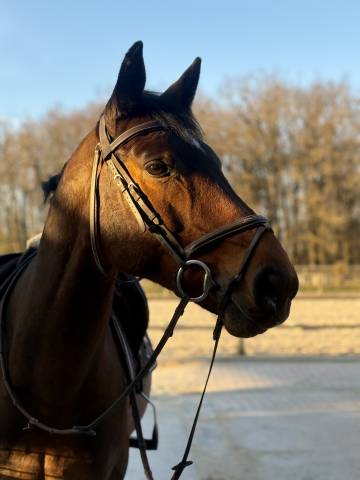 à vendre hongre 10 ans cso