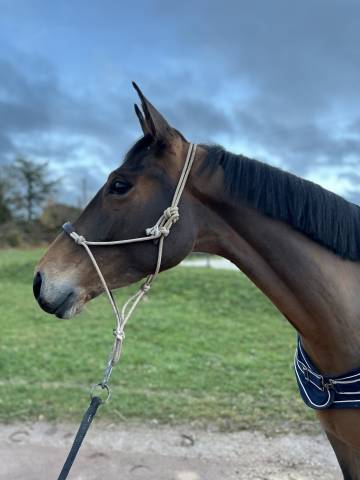 Jument de sport sf 4 ans 