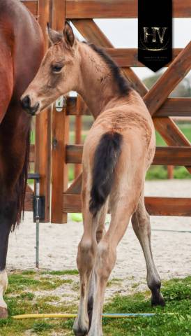 ✨️ mâle kwpn isabelle lusitanosport ✨️