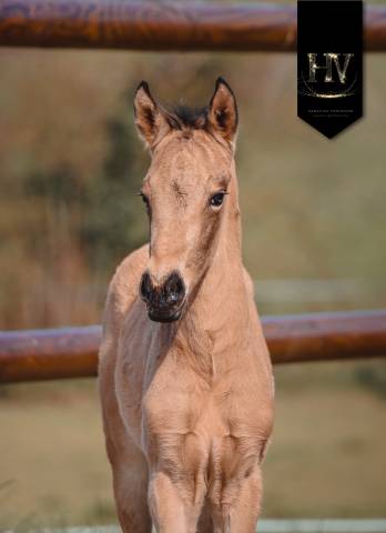 ✨️ mâle kwpn isabelle lusitanosport ✨️