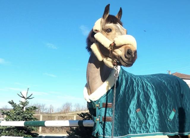 Ponette a vendre taille d de 15 ans