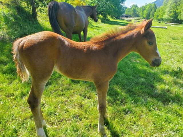 Poulain de sport génétique exceptionnelle