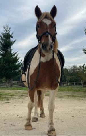 Poney b onc typé pottock