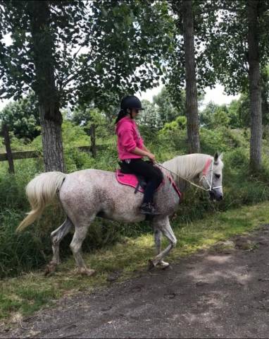 Jument pur sang arabe qualifiée cei