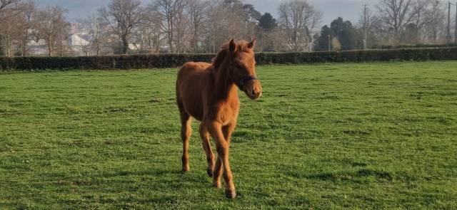 Echange ou à vendre selle français 