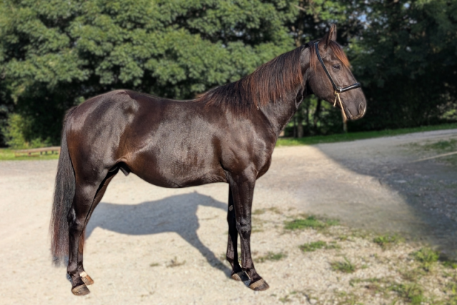 N' joy, superbe quarter horse mâle de 2 ans au caractèr