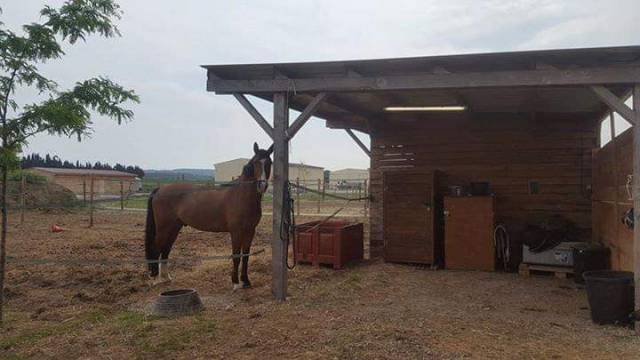 Pension chevaux montpellier